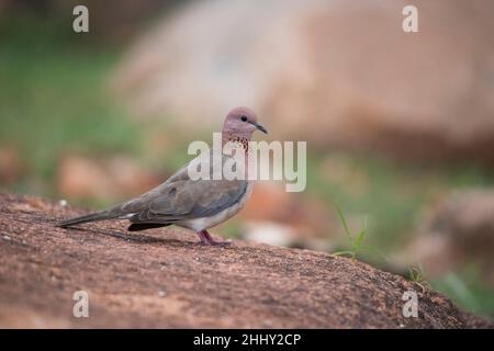 Laughing Dove, Spilopelia senegalensis, Karnataka, Indien Stockfoto