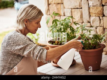 Ich habe mich um meine Pflanzen gefreut. Zugeschnittene Aufnahme einer entspannten älteren Frau, die sich um ihre Marihuanapflanzen dreht und sicherstellt, dass sie zu Hause richtig wächst. Stockfoto