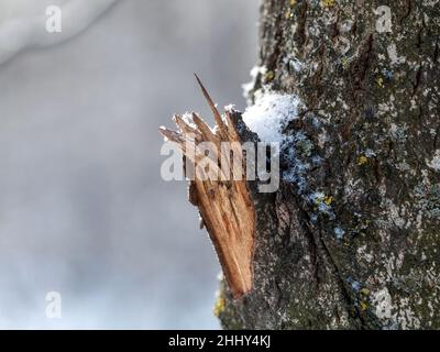 Gebrochener Knoten am Stamm eines Baumes, im Winter Stockfoto