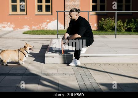 corgi Hund schaut auf den Mann. Der Besitzer spielt mit dem Hund in der Stadt Stockfoto