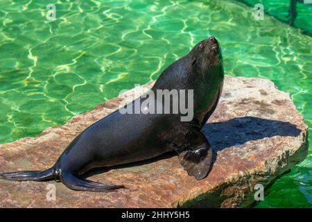 Der kalifornische Seelöwe (Zalophus Californianus) an einem Wasser. Stockfoto