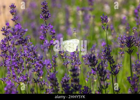 Pieris brassicae, auch Kohlschmetterling genannt, sitzt auf einer lavandula-Blüte. Stockfoto