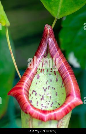 Nepenthes, tropischer Krug, Pflanze aus der Nähe. Stockfoto