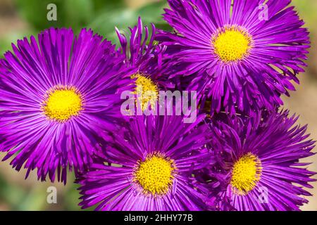 Aster amellus, die Europäische Michaelmas-Gänseblümchen, eine mehrjährige krautige Pflanze in der Nahaufnahme. Stockfoto