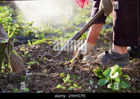 Erdbeeren im Garten Pflanzen. Der Frühling funktioniert. Ältere Frau arbeitet bei Sonnenuntergang mit Werkzeug. Hochwertige Fotos Stockfoto