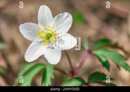 Anemone sylvestris, Schneeglöllenanemonblume, eine mehrjährige Pflanze, die in einer Detailansicht blüht. Stockfoto