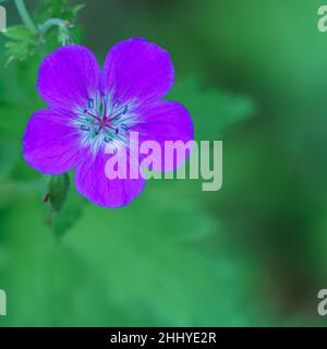 TAFJORD, NORWEGEN - 2020. JUNI 13-21. Geranium ibericum oder kaukasische Kranichschnabel lila Blüten. Stockfoto