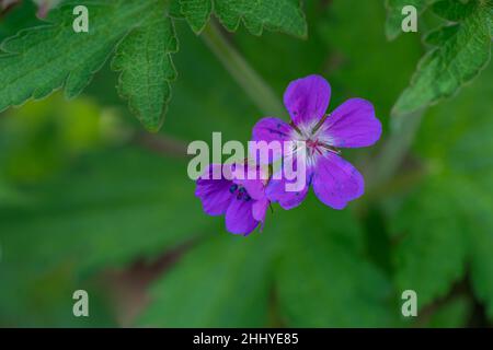 TAFJORD, NORWEGEN - 2020. JUNI 02. Geranium ibericum oder kaukasische Kranichschnabel lila Blüten. Stockfoto