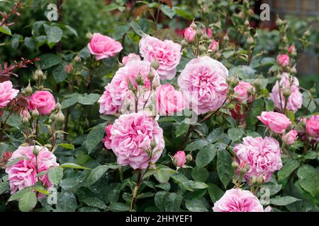 Rosa 'Gertrude Jekyll'. Mittelgroßer Strauch rose. Stockfoto