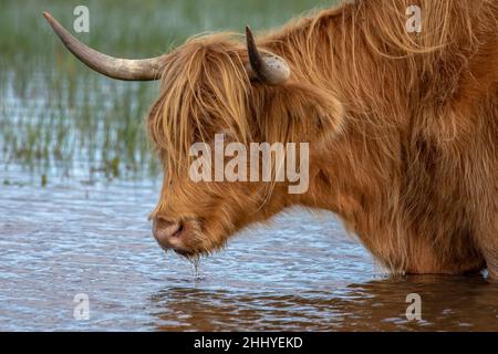 Vaches et bœufs Highland Cattle dans les marais de la baie de Somme, près de Noyelles sur mer et Crotoy, vie animale, bêtes à cornes,dans les patures Stockfoto