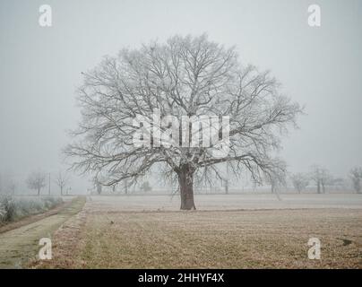 Nahaufnahme einer Milchkale-Pflanze, die an einem kalten Wintermorgen auf einer Farm wächst. Stockfoto