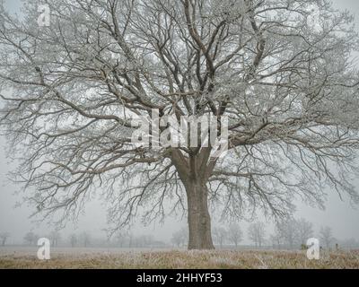Nahaufnahme einer Milchkale-Pflanze, die an einem kalten Wintermorgen auf einer Farm wächst. Stockfoto