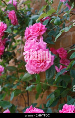 Rosa. Rosa Kletterrose an einer Eisensteinwand. Stockfoto