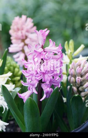 Hyacinthus 'Beeren und Sahne' Blüten. Stockfoto