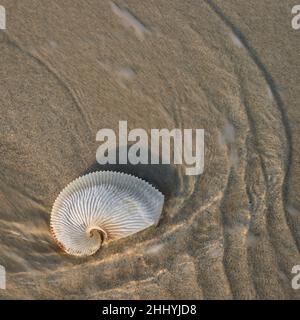 Papier Nautilus, Argonauta nodosa, symmetrische Schönheit. Am Strand wurde die Muschel ausgewaschen. Esperance, Südaustralien Stockfoto