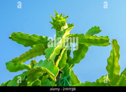 Drachenfrucht-Kaktusbaum mit unreifen Früchten auf der Oberseite gegen hellblauen Himmel Stockfoto