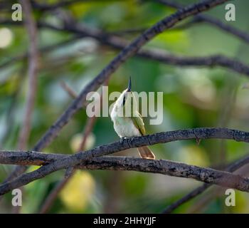 Grüner Bienenfresser, der auf einem Ast mit grünem Hintergrund sitzt Stockfoto