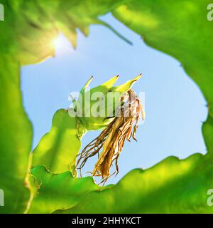 Eine grüne Drachenfrucht mit getrockneter Blume, die auf einem Baum wächst, schoss durch Äste gegen das Licht mit Lichtreflexen Stockfoto