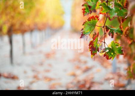 Rebenzweig mit bunten Herbstblättern und Reihen von Reben in weichen fokussierten Hintergrund Stockfoto