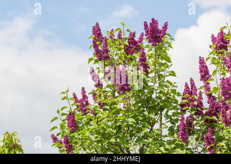 Blühender lila Flieder verzweigt sich am blauen Himmel. Frühjahrskonzept. Selektiver Fokus, Kopierbereich. Stockfoto