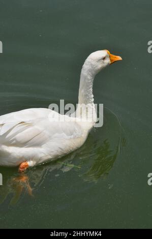 Eine weiße Ente schwimmend im See mit Kopierraum Stockfoto