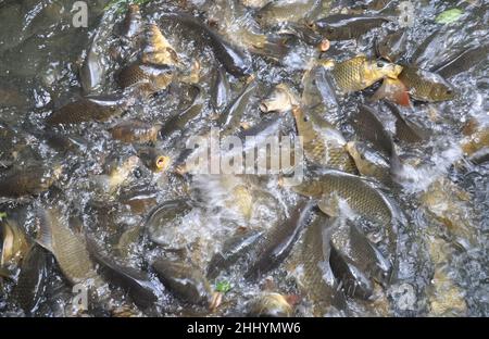 Blick aus dem hohen Winkel auf eine Gruppe von Fischen, die sich im See zum Essen versammeln Stockfoto