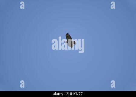 Buteo oder Buzzard, ziemlich große Greifvögel mit einem robusten Körper und breiten Flügeln, die hoch in den blauen Himmel ragen und nach Beute suchen Stockfoto