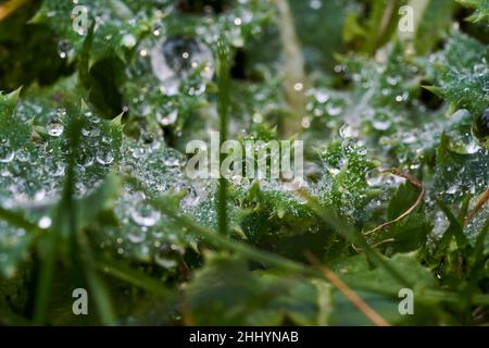 Nahaufnahme von Tautropfen auf einer Distel, die im Gras in einer Herbstlandschaft im Garten wächst Stockfoto