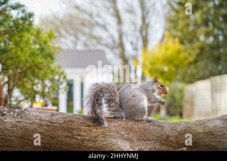 Seitenansicht des wilden, britischen Grauhörnchens (Sciurus carolinensis), isoliert auf Baumstamm in einer städtischen Gartenanlage; auch bekannt als das östliche Grauhörnchen. Stockfoto