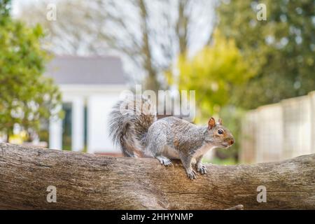 Nahaufnahme des wilden, britischen Grauhörnchens (Sciurus carolinensis), isoliert auf Baumstamm in einer städtischen Gartenanlage; auch bekannt als das östliche Grauhörnchen. Stockfoto