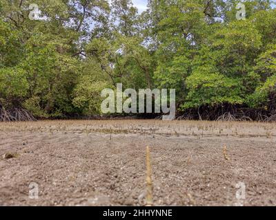 Low-Angle-Ansicht von Mangrovenbäumen Wurzeln, Pneumatophores, Luftwurzeln, spezielle Wurzeln für das Atmen von Mangrovenapfel, Kork in tropischen Mangrovenbäumen fo Stockfoto