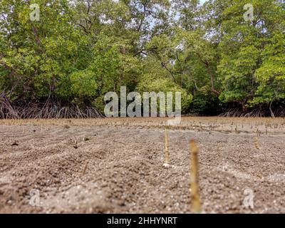 Low-Angle-Ansicht von Mangrovenbäumen Wurzeln, Pneumatophores, Luftwurzeln, spezielle Wurzeln für das Atmen von Mangrovenapfel, Kork in tropischen Mangrovenbäumen fo Stockfoto