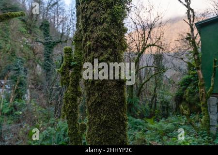 Baum mit Moos auf dem Stamm Nahaufnahme. Rinde eines Baumes mit grünem Moos. Stimmungsvolle Bäume mit Moos bedeckt Stockfoto