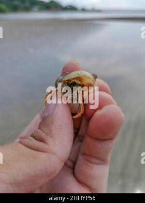 Einsiedlerkrebs versteckt sich in der Schale, die sich in der Hand befindet. Kleine Einsiedlerkrabbe im Waschbecken, die eine männliche Hand aus der Nähe hält. Hand hält Einsiedlerkrebs Stockfoto