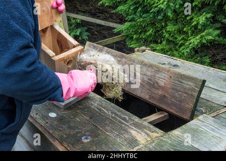 Frau säubert im nächsten Frühjahr einen Nistkasten, der einsatzbereit ist, und legt altes Nest in Komposteimer. Stockfoto