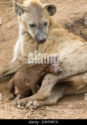 Hyena mit Welpen im Krüger National Park entdeckt Stockfoto