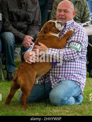 Aussteller auf einer Hundeausstellung kuschelt seinen Bulldog Stockfoto