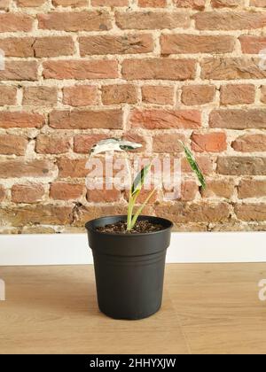 Vor Backstein-Hintergrund ist Alocasia Micholitziana, eine vielekelige Alocasia Frydek, bekannt. Teure seltene tropische Pflanze. Stockfoto