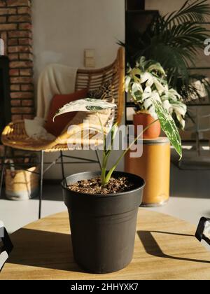 In einem sonnigen Wohnzimmer befindet sich die vieleLocasia Micholitziana, die auch als Locasia Frydek bekannt ist. Teure seltene tropische Pflanze. Stockfoto