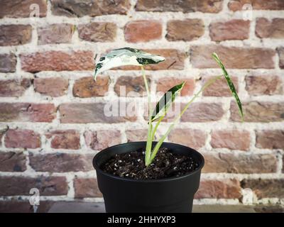 Vor Backstein-Hintergrund ist Alocasia Micholitziana, eine vielekelige Alocasia Frydek, bekannt. Teure seltene tropische Pflanze. Stockfoto