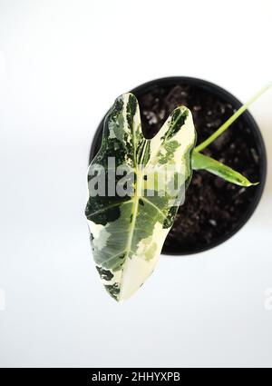 Vielbunter Alocasia Micholitziana, allgemein bekannt als Alocasia Frydek, auf weißem Hintergrund. Teure seltene tropische Pflanze. Stockfoto