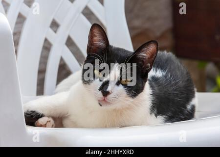 Schwarz-weiße Katze sitzt auf einem Plastikstuhl und starrt vor ihm. Stockfoto