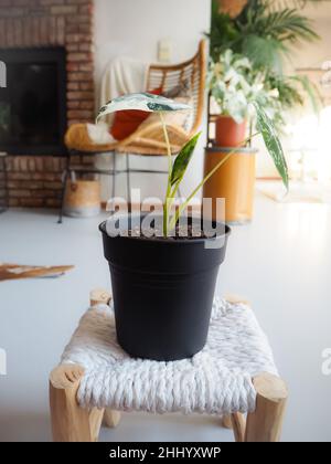 In einem böhmischen industriellen Wohnzimmer befindet sich die vieleLocasia Micholitziana, die auch als Locasia Frydek bekannt ist. Stockfoto