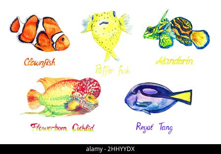 Bright Fishes Kollektion. Clownfische, Kugelfische, Mandarinenfische, Flowerhorn-Buntbarsche, Paracanthurus hepatus, handbemalte Aquarell-Illustration Stockfoto