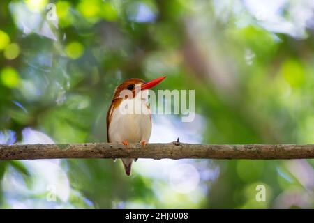 Madagaskar-Zwergkönigsfischer (Ceyx madagascariensis). Es ist endemisch in Madagaskar und in westlichen trockenen Laubwäldern zu finden. Tsingy de Bemaraha N.P. Stockfoto