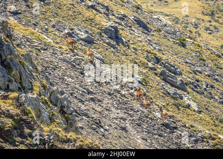 Gruppe von Mufflons (Ovis gmelini) in der Nähe des Kamm des Berges Salòria, im Naturpark Alt Pirineu (Pallars Sobirà, Katalonien, Spanien, Pyrenäen) Stockfoto