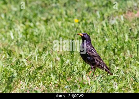 Der gewöhnliche Star oder europäische Star (Sturnus vulgaris), auch in Großbritannien und Irland einfach als Star bekannt Stockfoto