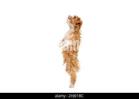 Studioaufnahme des Hundes, maltipoo goldene Farbe posiert isoliert auf weißem Hintergrund. Konzept von Schönheit, Rasse, Haustiere, Tierleben. Stockfoto