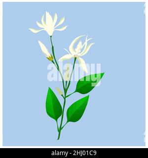 Schöne Blume, Illustration von White Michelia Alba oder White Champaca Blumen mit grünen Blättern auf Baumzweigen. Stockfoto