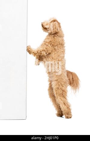 Studioaufnahme des Hundes, maltipoo goldene Farbe posiert isoliert auf weißem Hintergrund. Konzept von Schönheit, Rasse, Haustiere, Tierleben. Stockfoto